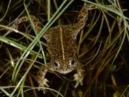 Natterjack toad.jpg (165 KB) Natterjack Toad - Daniel Kane