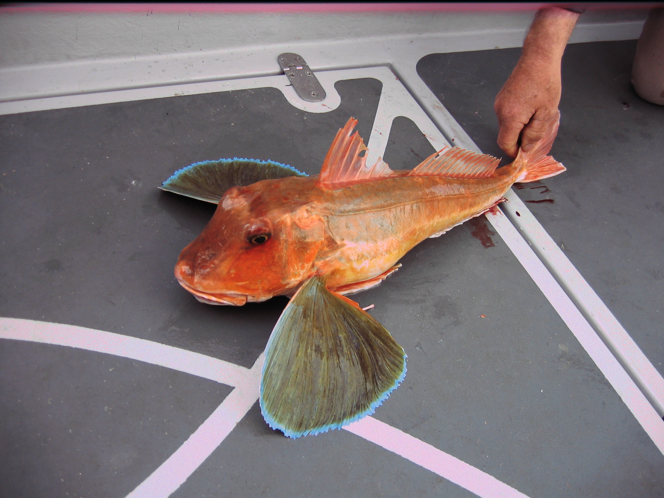 Red gurnard 2024