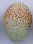 Blackbird Egg - Peter Rowland