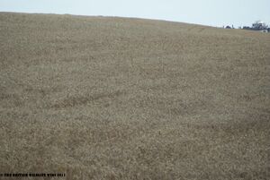 Arable Farmland