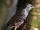 Birds.2010.1679.jpg