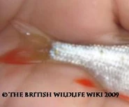 Roach Caudal and Anal Fins - WWC Archives