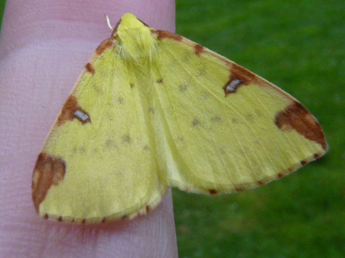 Brimstone Moth | British Wildlife Wiki | Fandom