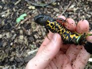 Great Crested Newt Underside - Snakes1000000