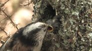 Long-tailed Tit Feeding Young - C.N.Images