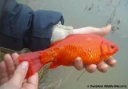 Goldfish.jpg (60 KB) Goldfish