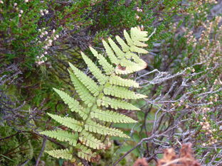 Scaly Male Fern