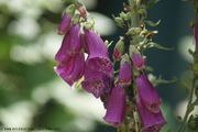 Foxglove