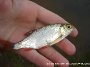 Roach.jpg (28 KB) Small Line caught Roach - WWC Archives