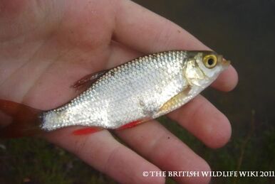 Sand-Smelt, British Wildlife Wiki