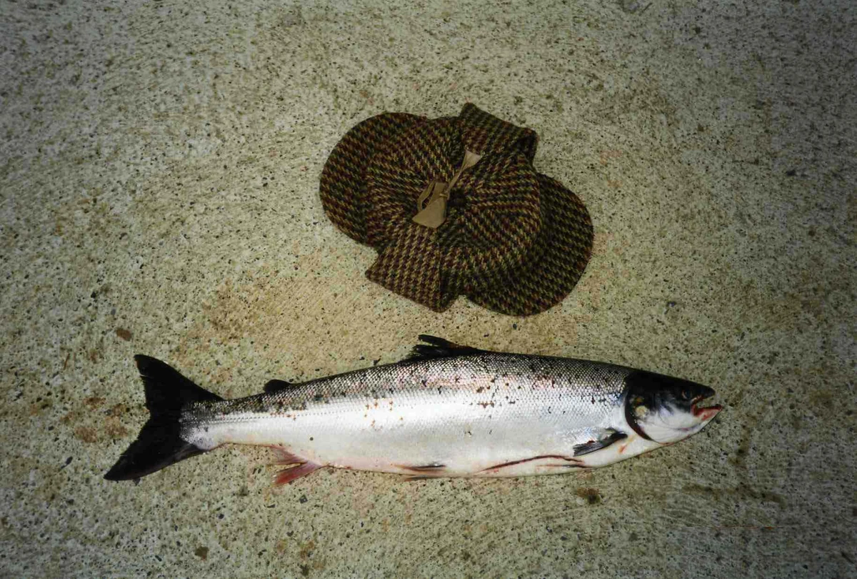 Salmon British Wildlife Wiki Fandom