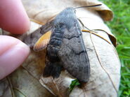 Hummingbird Hawkmoth showing hindwing ~ http://www.flickr.com/photos/qwertyqwertyqwerty/