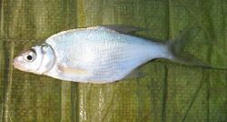 Silver bream, Royal Military Canal