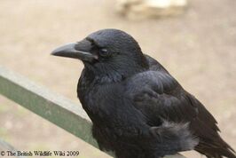 Carrion Crow