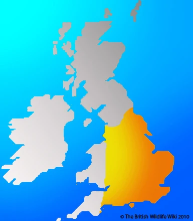 Turtle Dove | British Wildlife Wiki | Fandom