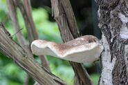 Birch Polypore (Piptoporus betulinus)