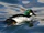800px-Common Goldeneye.jpg