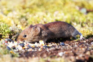 Wood Mice - http://www.flickr.com/photos/48035701@N04/