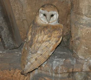 Barn Owl Specimen at the Natural History Museum, London - WWC Archives