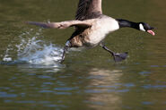 Canada Goose - http://www.flickr.com/photos/48035701@N04/