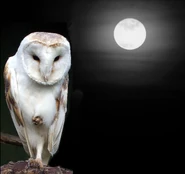 Night Owl - Robert Baillie