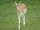 Fallowdeer2.jpg