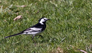 Pied Wagtail gord