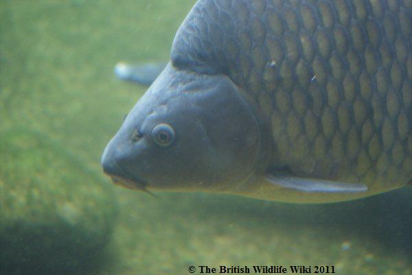 List of British Freshwater Fish, British Wildlife Wiki