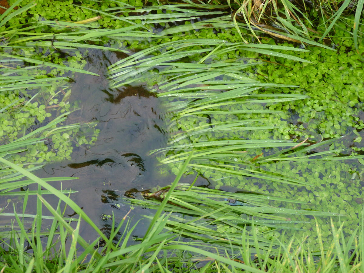 Irish Grasses - Floating Sweet-grass