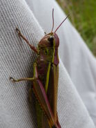 Large Marsh Grasshopper - http://www.flickr.com/photos/qwertyqwertyqwerty/