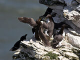 Guillemot