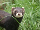 Polecat