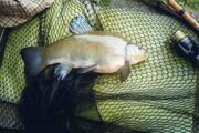 Maletench6-9