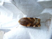 Male Broad-bordered Yellow Underwing - http://www.flickr.com/photos/qwertyqwertyqwerty/