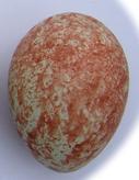 Ring Ouzel Egg - Peter Rowland