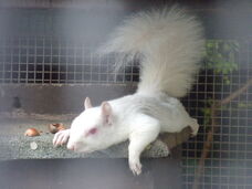 Albino Grey Squirrel Resting - Tel