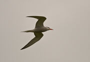 Common Tern