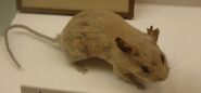 Wood Mouse museum specimen - WWC Archives