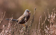 Dartford Warbler