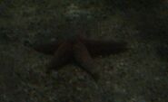 Common Starfish - WWC Archives