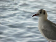 Black-headed Gull