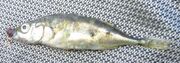 Three-spined stickleback