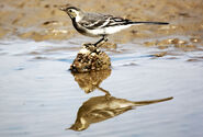 Pied Wagtail - http://www.flickr.com/photos/48035701@N04/