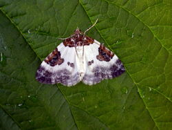 Blue-bordered carpet