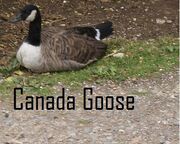 Canada Goose