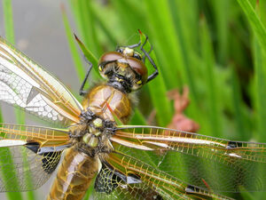 Four-spotted chaser (head)