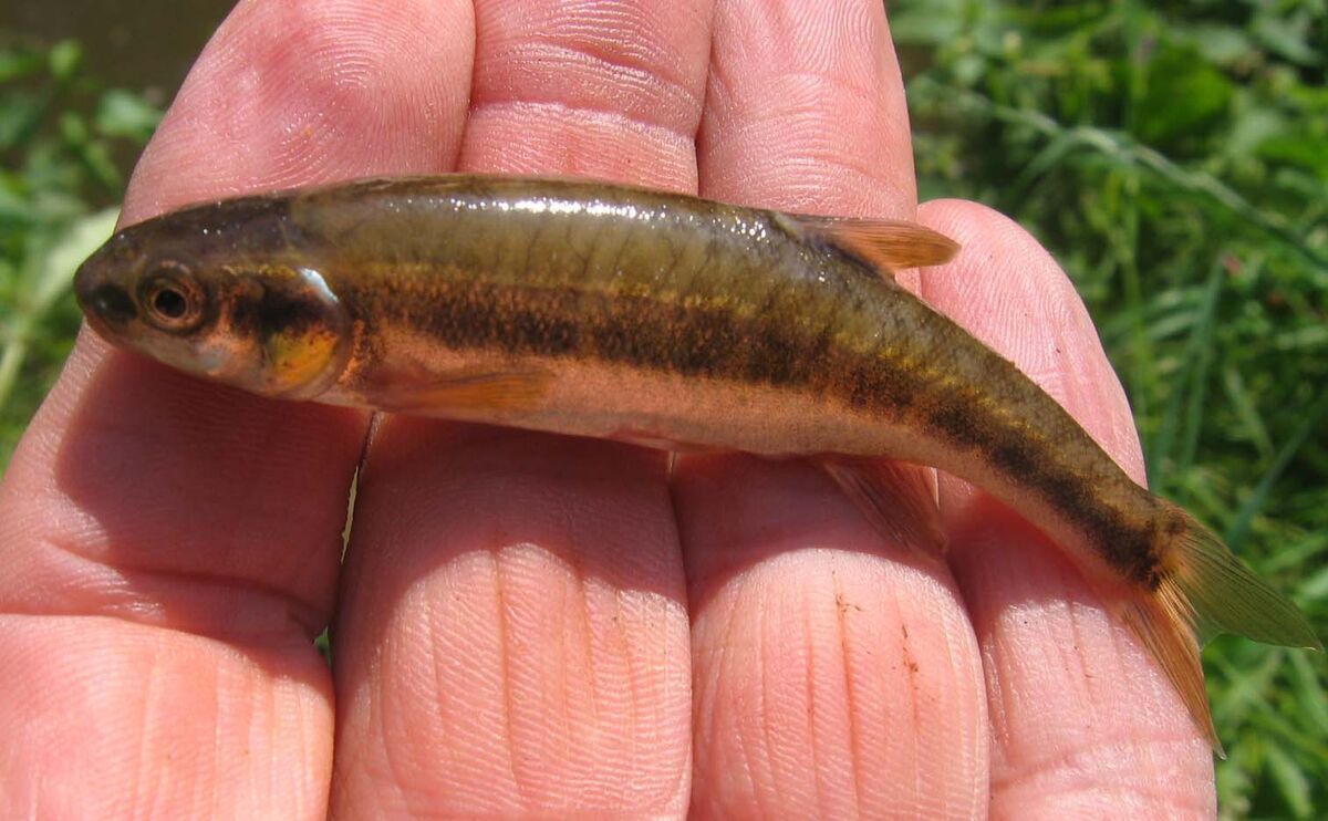 Minnow, British Wildlife Wiki