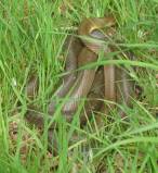 Aesculapian snake London small