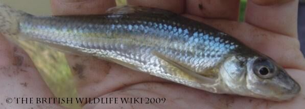 Minnow, British Wildlife Wiki