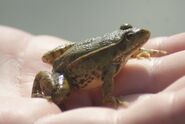 Young Marsh Frog - WWC Archives